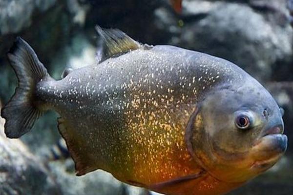 食人魚能吃嗎 食人魚的天敵是什么