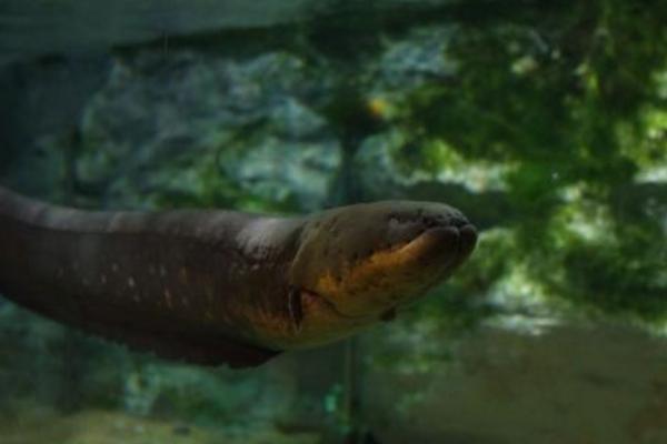 食人魚能吃嗎 食人魚的天敵是什么