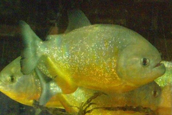 食人魚能吃嗎 食人魚的天敵是什么