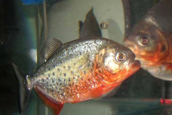 食人魚能吃嗎 食人魚的天敵是什么