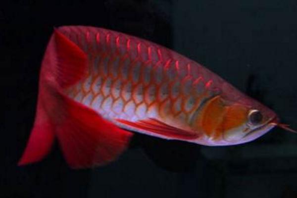 龍魚水溫多少合適 龍魚怎么繁殖