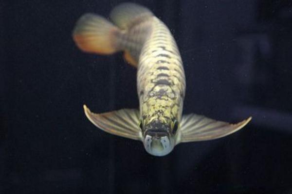 龍魚水溫多少合適 龍魚怎么繁殖