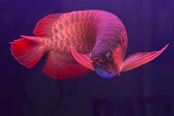 龍魚水溫多少合適 龍魚怎么繁殖