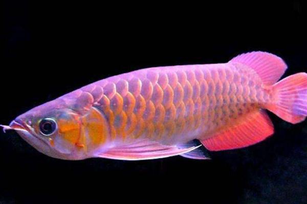 龍魚水溫多少合適 龍魚怎么繁殖