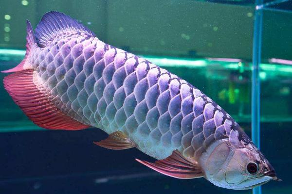 龍魚水溫多少合適 龍魚怎么繁殖