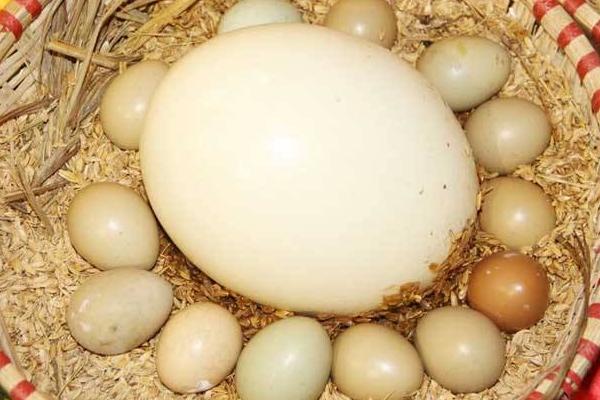 鴕鳥蛋市場價格多少錢一個 鴕鳥蛋一個有多重