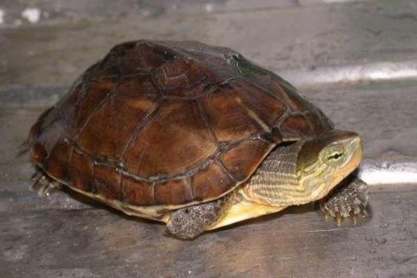 石金錢龜的功效與作用及禁忌 石金錢龜藥用價值