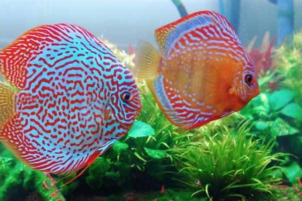七彩神仙魚喂什么最好 七彩神仙魚躲在角落不吃食怎么辦