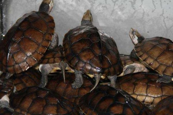 石金錢龜?shù)墓πc作用及禁忌 石金錢龜藥用價(jià)值