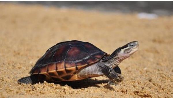 石金錢龜?shù)墓πc作用及禁忌 石金錢龜藥用價(jià)值