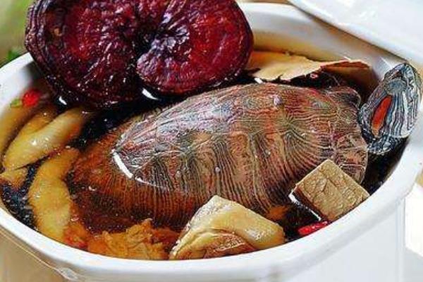 石金錢龜?shù)墓πc作用及禁忌 石金錢龜藥用價(jià)值