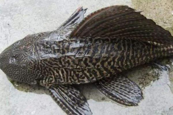 清道夫是什么意思 清道夫是什么魚 清道夫有什么危害