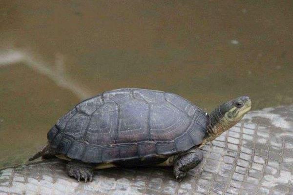 金錢龜怎么養(yǎng)放多少水 石金錢龜白眼病怎樣看