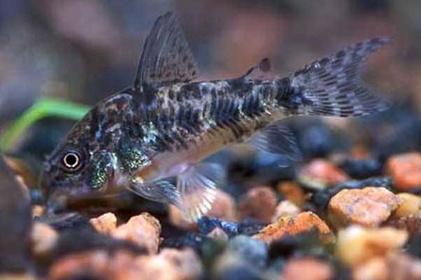 清道夫是什么意思 清道夫是什么魚 清道夫有什么危害