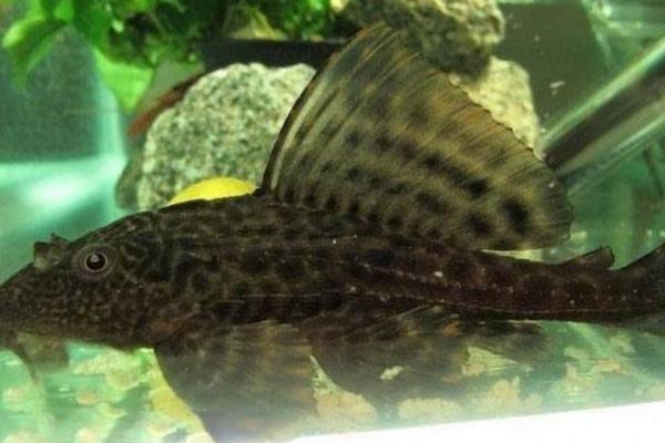 清道夫是什么意思 清道夫是什么魚 清道夫有什么危害