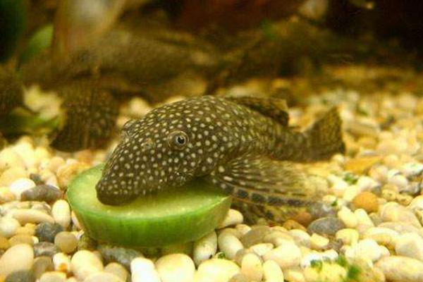 清道夫是什么意思 清道夫是什么魚 清道夫有什么危害