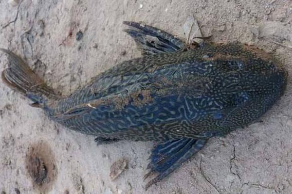 清道夫是什么意思 清道夫是什么魚 清道夫有什么危害