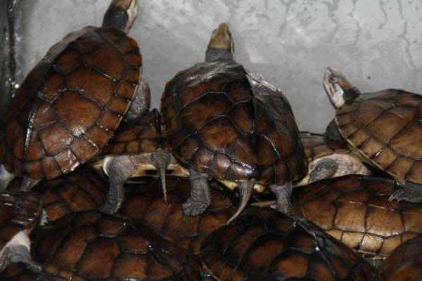 金錢龜怎么養放多少水 石金錢龜白眼病怎樣看