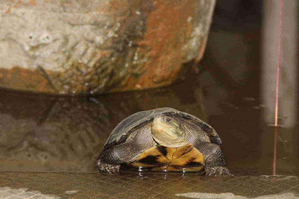 金錢龜怎么養放多少水 石金錢龜白眼病怎樣看