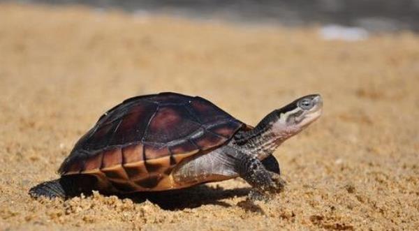 金錢龜怎么養放多少水 石金錢龜白眼病怎樣看