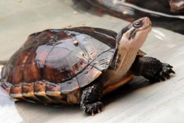 金錢龜怎么養放多少水 石金錢龜白眼病怎樣看