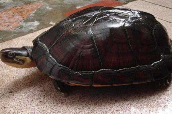 金錢龜怎么養放多少水 石金錢龜白眼病怎樣看