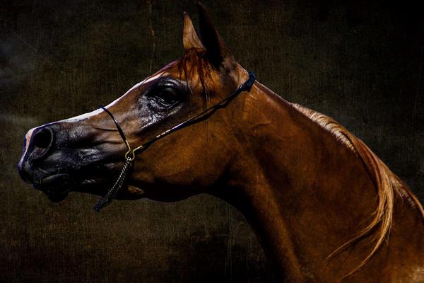 世界上最快的馬時速能達到多少 世界十大名馬品種及介紹