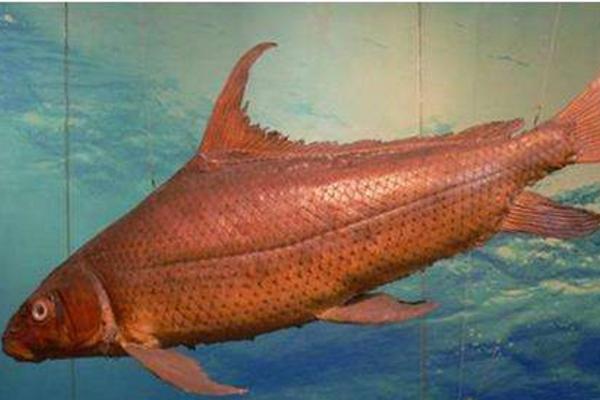 胭脂魚好養嗎 胭脂魚吃魚屎嗎