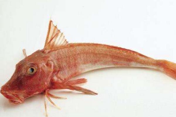 胭脂魚好養嗎 胭脂魚吃魚屎嗎