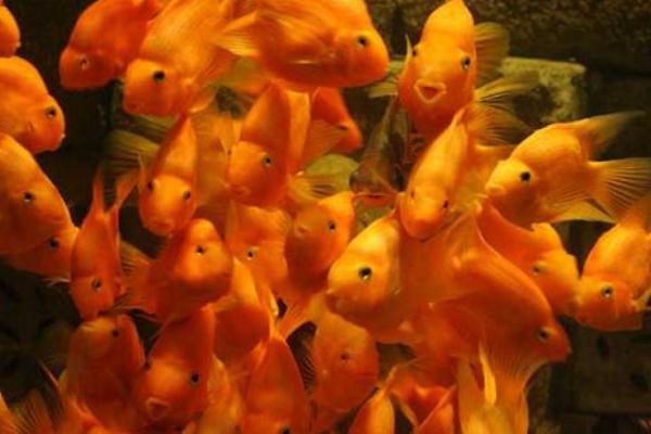 胭脂魚好養嗎 胭脂魚吃魚屎嗎