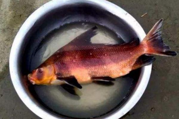 胭脂魚好養嗎 胭脂魚吃魚屎嗎