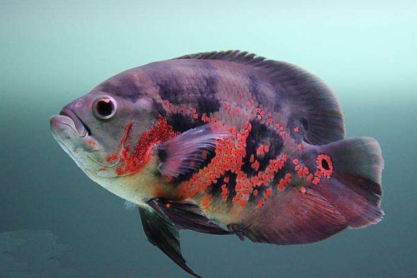 地圖魚能長多大 地圖魚壽命有多長