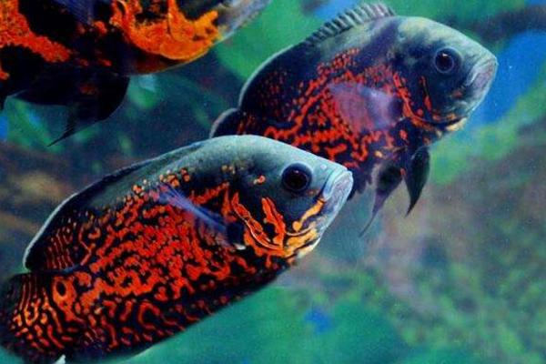 地圖魚能長多大 地圖魚壽命有多長