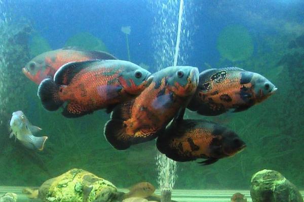 地圖魚能長多大 地圖魚壽命有多長