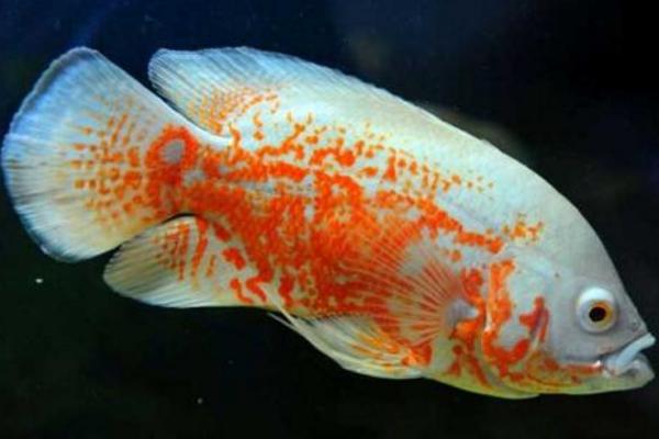 地圖魚能長多大 地圖魚壽命有多長