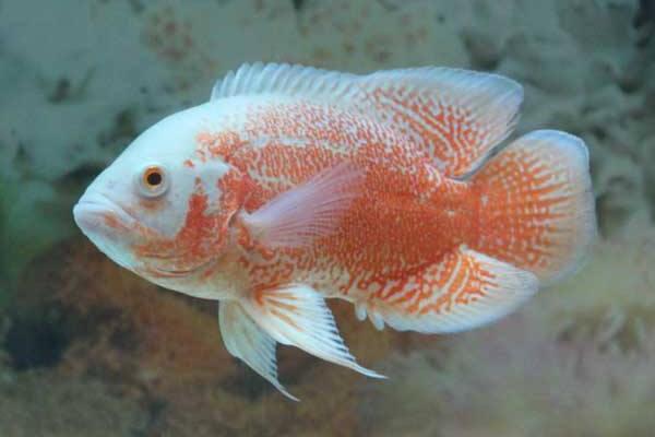 地圖魚能長多大 地圖魚壽命有多長