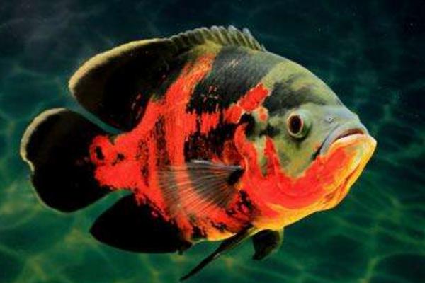 地圖魚能長多大 地圖魚壽命有多長