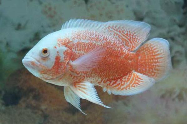 地圖魚吃什么 地圖魚身上有白斑怎么辦