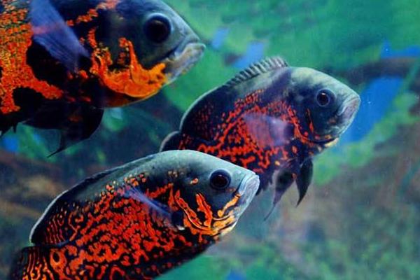 地圖魚吃什么 地圖魚身上有白斑怎么辦