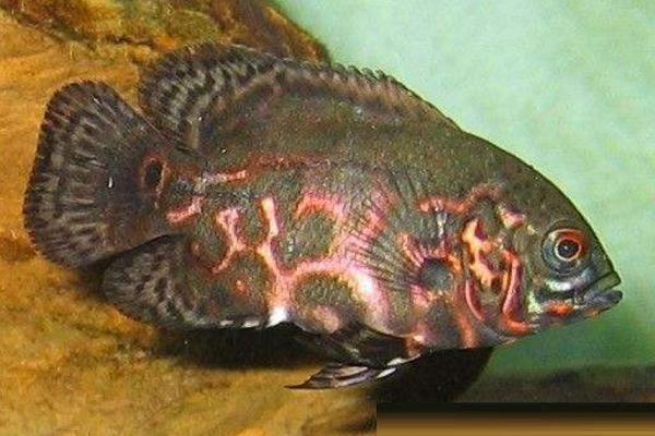 地圖魚吃什么 地圖魚身上有白斑怎么辦