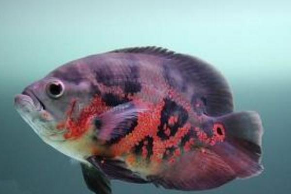 地圖魚吃什么 地圖魚身上有白斑怎么辦