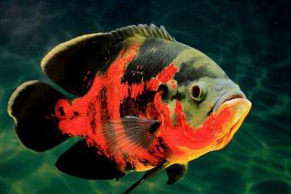 地圖魚吃什么 地圖魚身上有白斑怎么辦