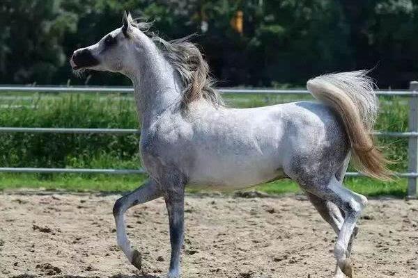 世界上最快的馬時速能達到多少 世界十大名馬品種及介紹