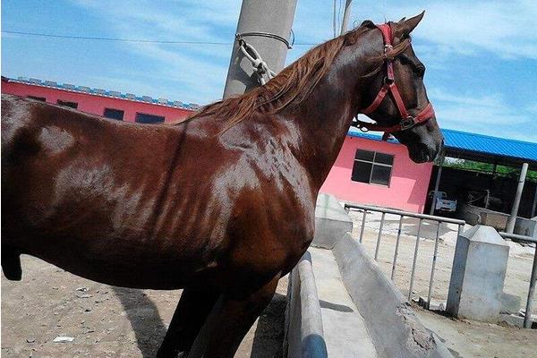 世界上最快的馬時速能達到多少 世界十大名馬品種及介紹