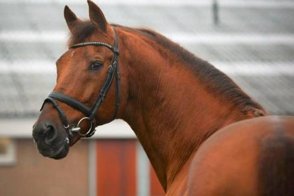 世界上最快的馬時速能達到多少 世界十大名馬品種及介紹