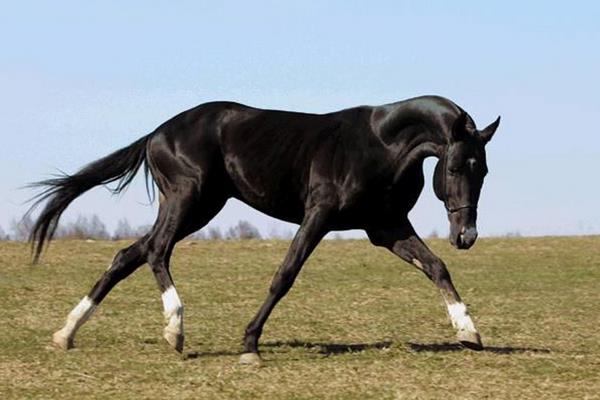世界上最快的馬時速能達到多少 世界十大名馬品種及介紹