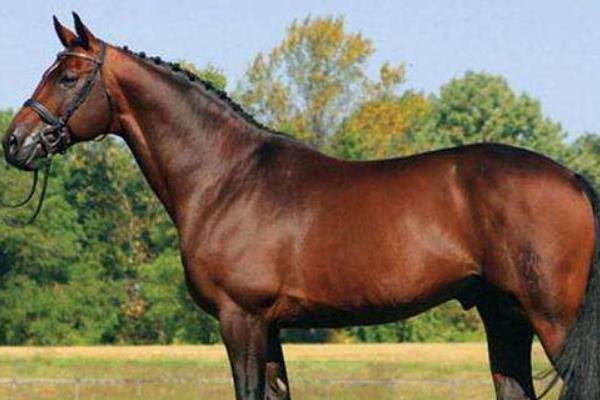 世界上最快的馬時速能達到多少 世界十大名馬品種及介紹