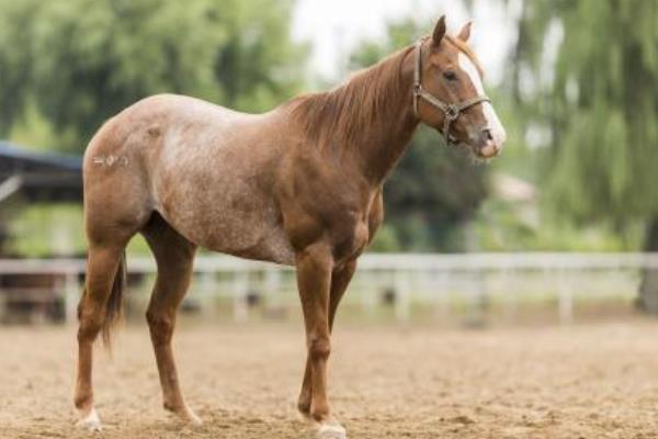 世界上最快的馬時速能達到多少 世界十大名馬品種及介紹