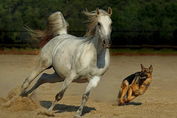 世界上最快的馬時速能達到多少 世界十大名馬品種及介紹