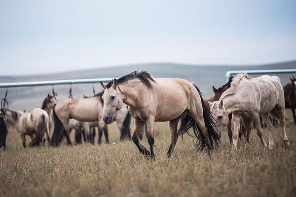 世界上最快的馬時速能達到多少 世界十大名馬品種及介紹